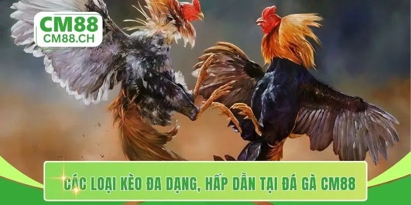 Các loại kèo đa dạng, hấp dẫn tại đá gà CM88