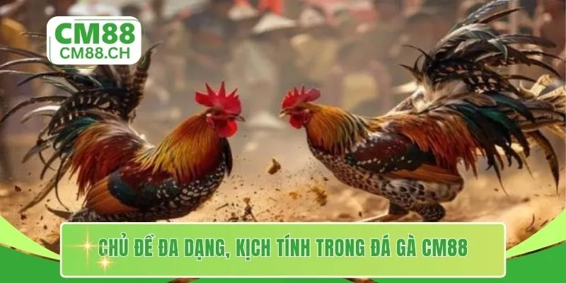 Chủ đề đa dạng, kịch tính trong đá gà CM88