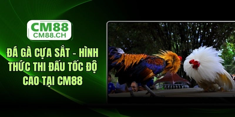 Đá gà cựa sắt