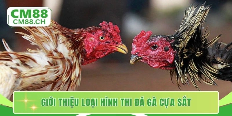 Giới thiệu loại hình thi đá gà cựa sắt