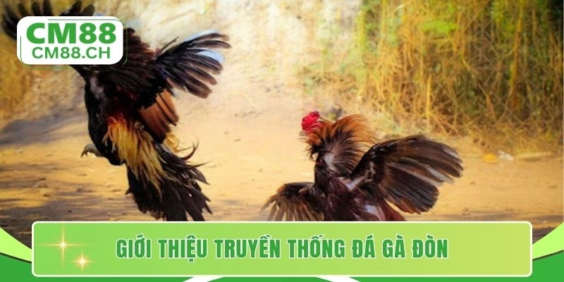 Giới thiệu truyền thống đá gà đòn