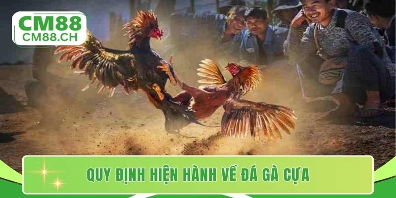 Quy định hiện hành về đá gà cựa