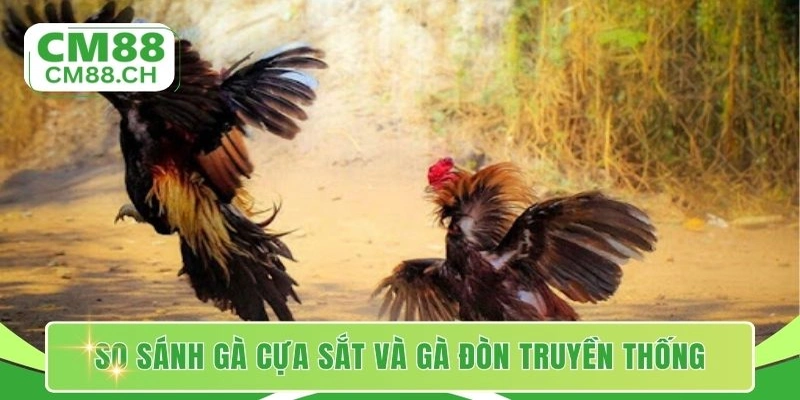 So sánh gà cựa sắt và gà đòn truyền thống