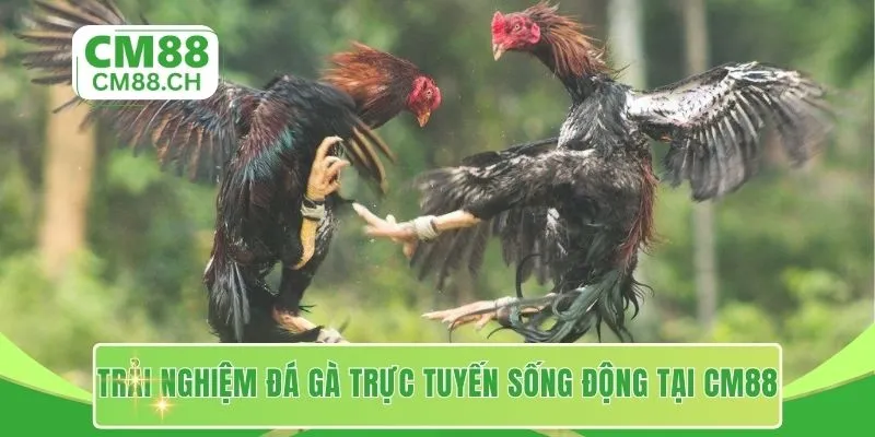 Trải nghiệm đá gà trực tuyến sống động tại CM88